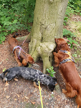 Snuffelboom