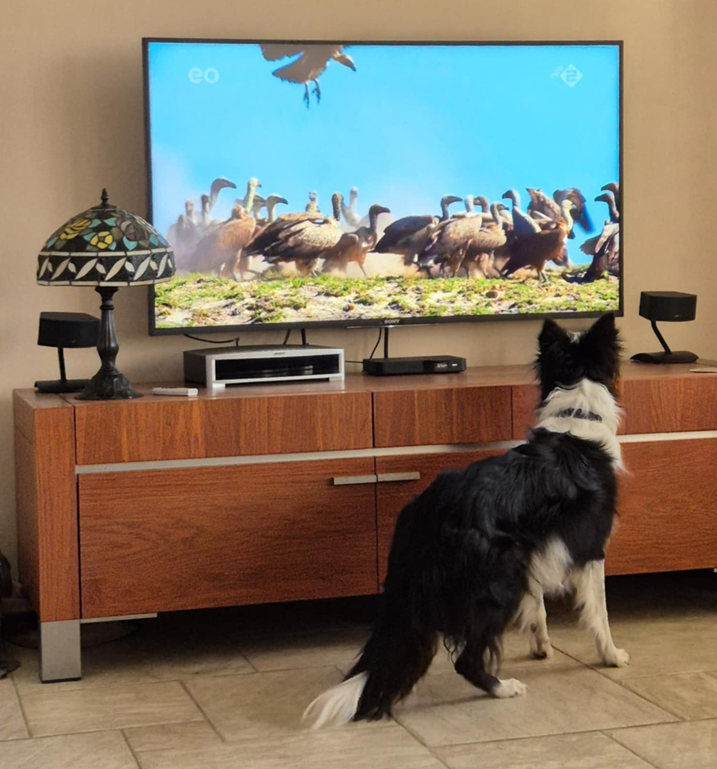 Hond kijkt natuurdocumentaire