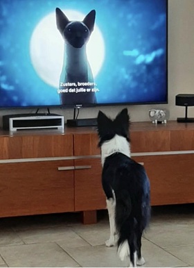 Border collie Jet kijkt het liefst naar dieren op TV