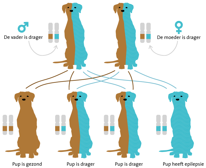 Epilepsie erfelijkheid