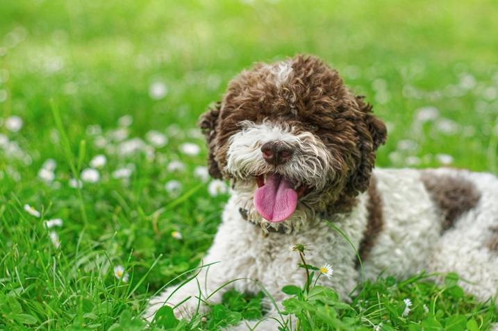 Lagotto Romagnolo