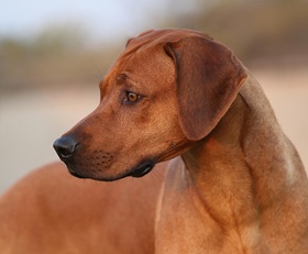 Rhodesian Ridgeback