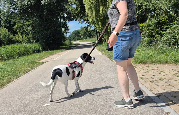 EMDR (DSDR) voor honden