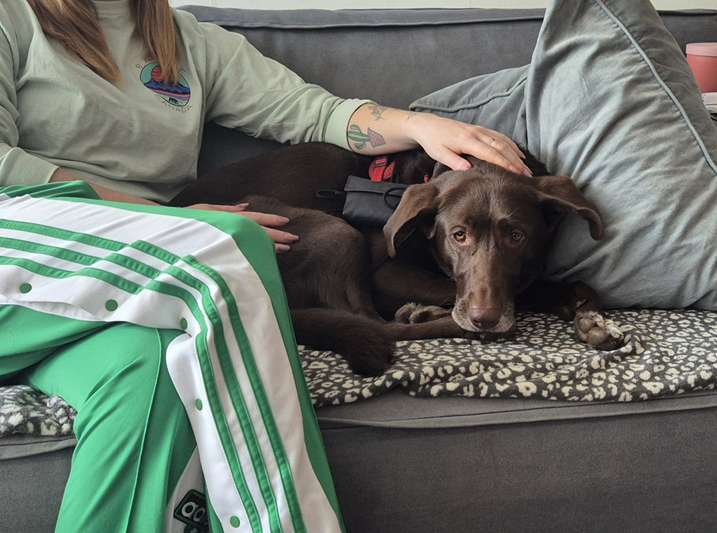 DSDR trauma therapie voor honden