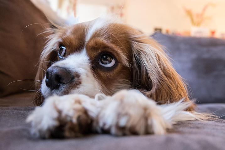 Cavalier King Charles Spaniël