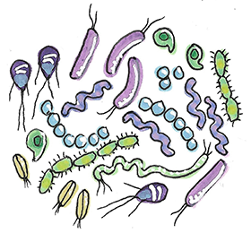 Bacteriën