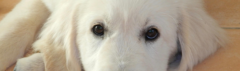 Giardia bij honden