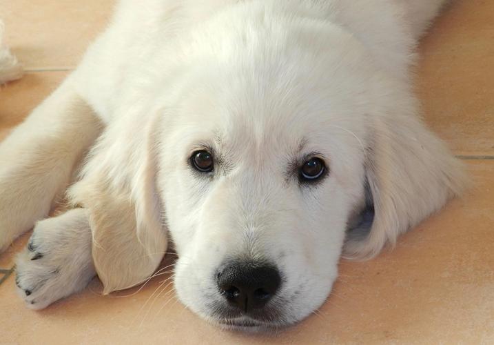 Giardia bij honden