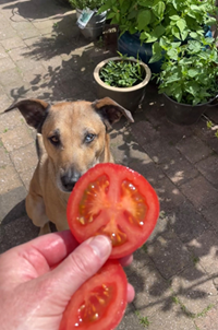 Hond eet tomaat