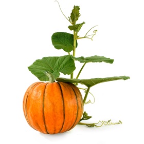 Pompoen