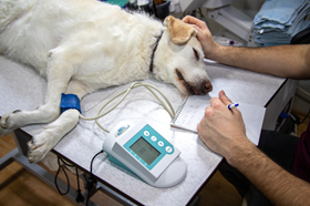 Hond bij de dierenarts