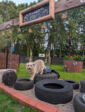 Hond in snuffeltuin