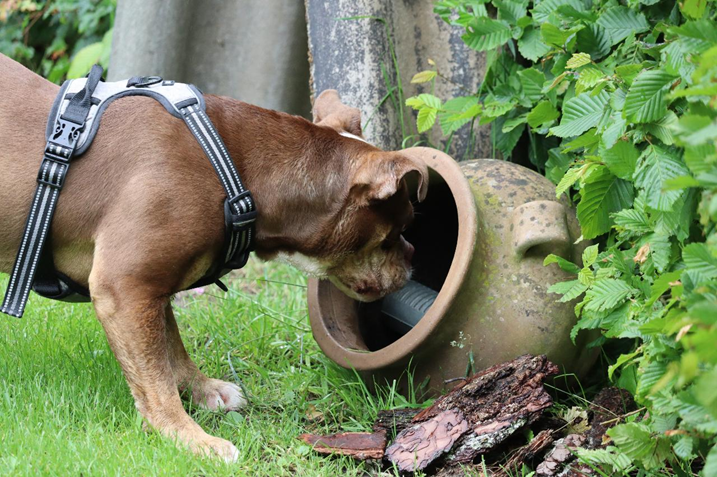 Snuffeltuin hond