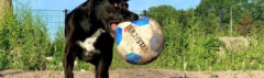 Hond speelt bij de dagopvang