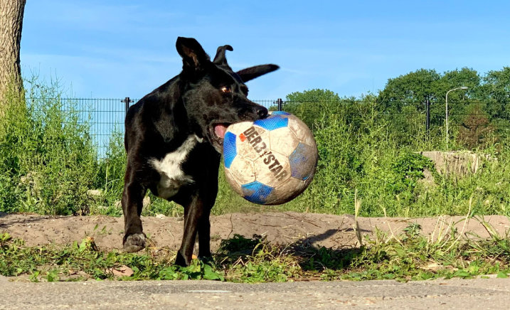 Hond speelt bij de dagopvang