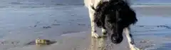 Met je hond naar het strand