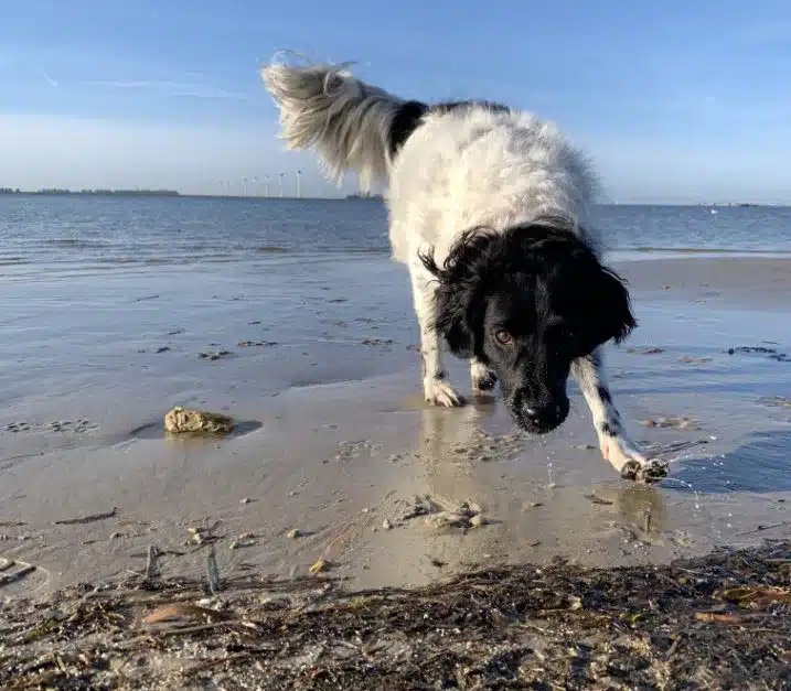 Met je hond naar het strand