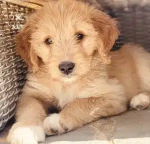 Goldendoodle puppy