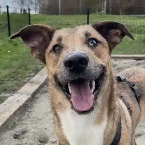 Blije hond