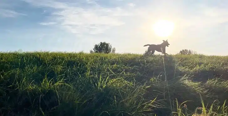Geef je hond meer vrijheid