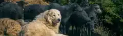 Werkhond met een taak
