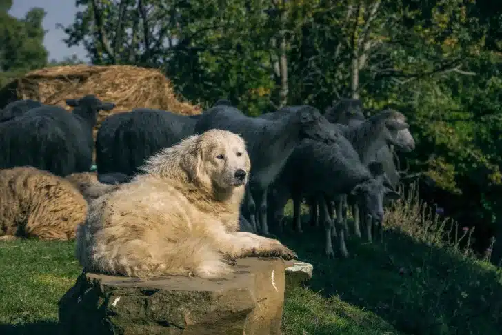 Werkhond met een taak
