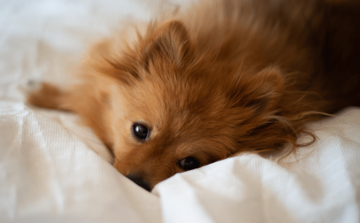 Hond in bed