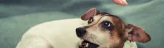 Hond met pijn