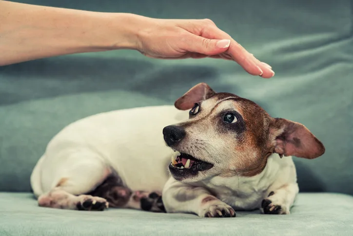 Hond met pijn