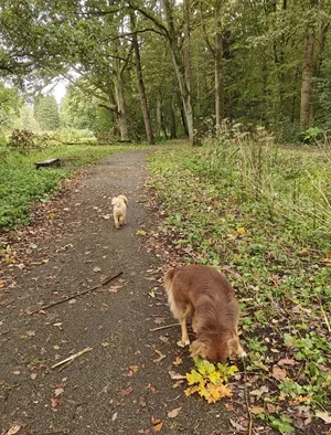 Hond snuffelt aan herfstblad