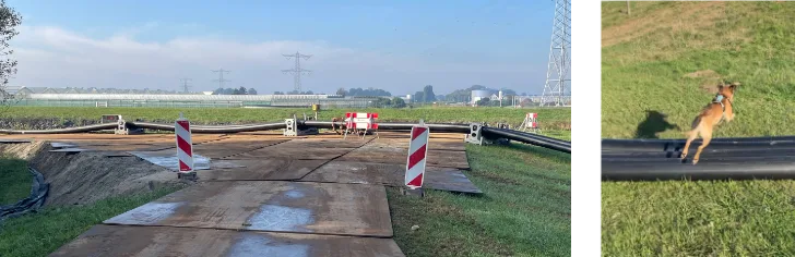 Hond went aan enge dingen op straat
