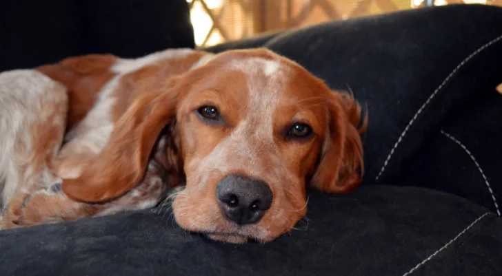Hond wil niet bewegen