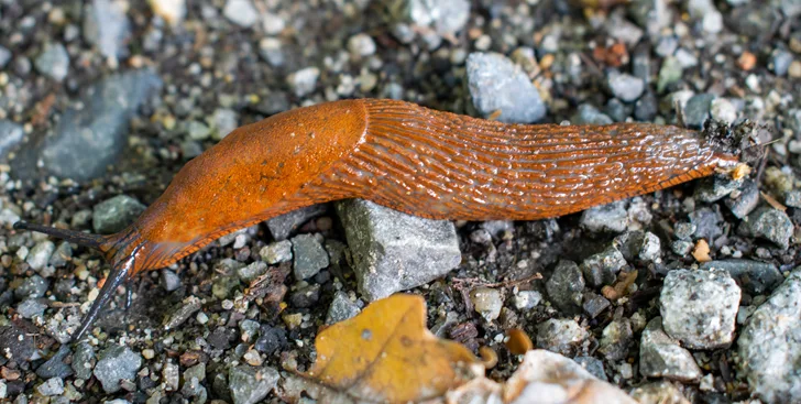 naaktslak