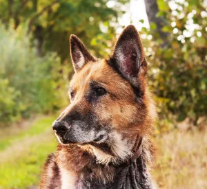 Oudere hond