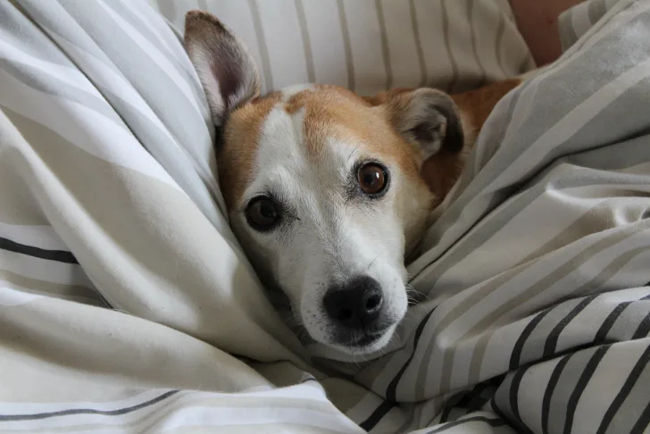 Samen slapen met je hond